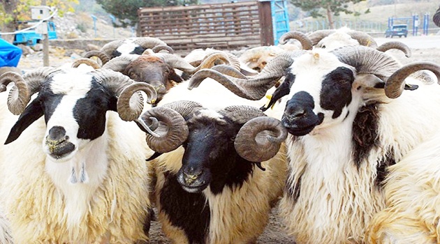 Ekonomiye "kurban" dopingi