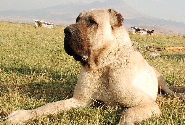Cumhurbaşkanına hediye edildi talep arttı