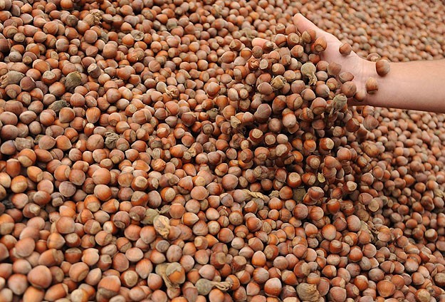 Fındıkta 828 milyonluk destek ödemelerine başlandı