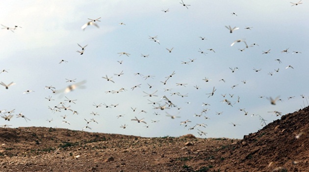 Mısır, çekirge İstila başladı