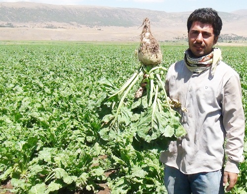 Bitlisli şeker pancarı üreticileri bu yılki mahsulden memnun