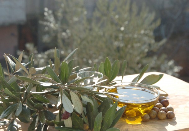 Zeytin üreticisinin gözü birincilikte