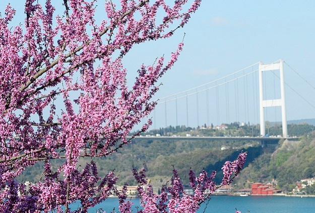 İstanbul'da erguvan vakti