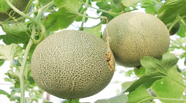 Kavun üreticisinin fiyat tepkisi: Tarlada 20 kuruş markette 3 lira