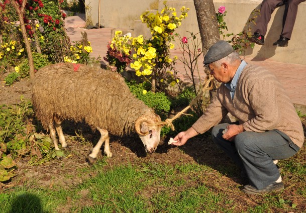 Kurban kesiminin incelikleri film oldu