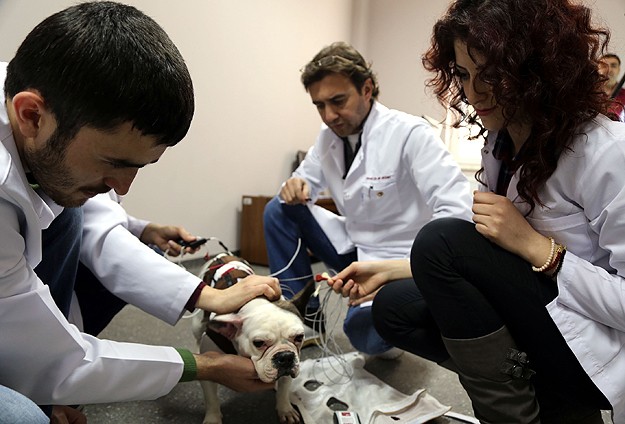 Köpekle insan arasındaki sevgiyi ölçecekler