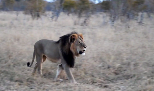 Afrika'nın en çok fotoğraflanan aslanı 'Cecil', öldürüldü