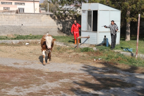 Kesimden kaçan boğa kasapları ağaca tırmandırdı