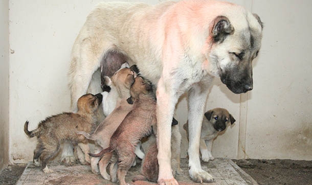 Barınağa getirilen sahipsiz yavru köpeklere annelik yapıyor