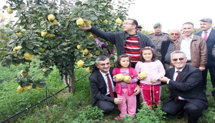 4 bin ton ihracat yapan Manisa'da ayva hasadı başladı