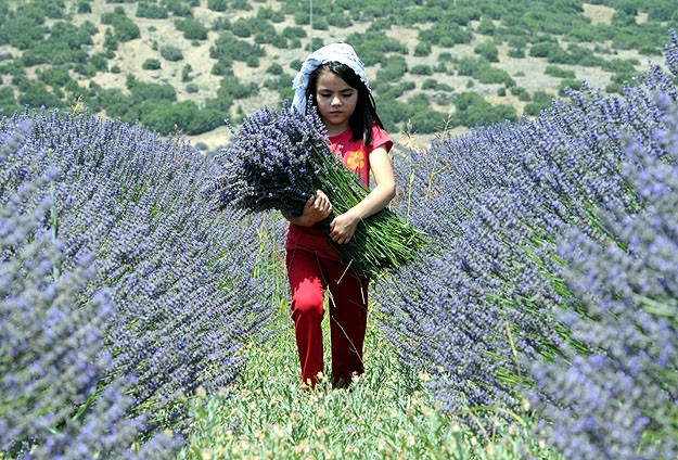 Türkiye'nin 'gül bahçesi' lavantada da iddialı