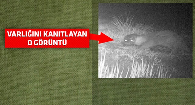 Abant'ta su samuru varlığı kanıtlandı