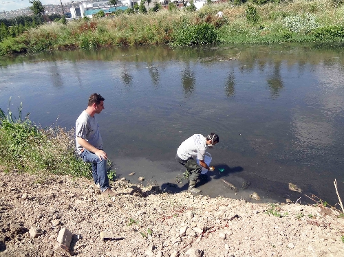 Sivrisineklerle mücadelede avcı balıkları kullanıyorlar