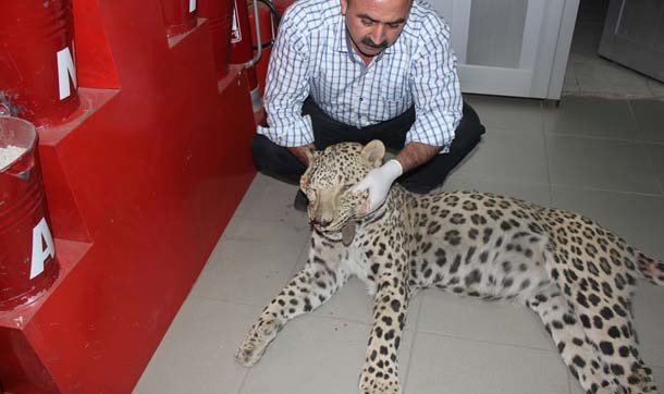 Bakanlık leopar ölümüne el koydu, öldüren kişi 50 bin lira ceza alabilir