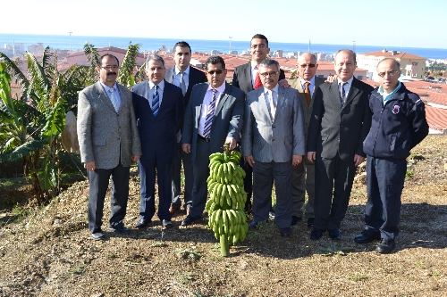 Alanya Cezaevi'nde üretilen muzlar sarartma tesislerine satılıyor
