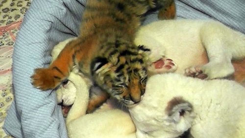 Amur kaplanı yavruları basına tanıtıldı