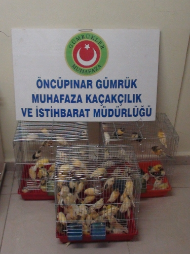 Aracın stepne bölümüne gizlenmiş 110 kanarya ele geçirildi