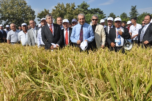 Bakan Eker, 2012 yılı çeltik müdahale fiyatını açıkladı: Tonu 1065 lira