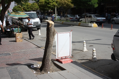Belediye kaldırımdaki ağacı kesen esnafı affetmedi