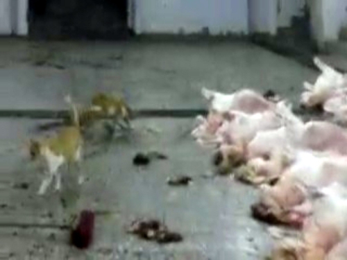 Belediye mezbahasındaki etleri kediler yiyor