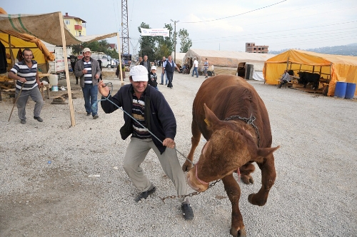 Bir tonluk boğalarla gösteri yapıp müşteri çekmeye çalışıyorlar