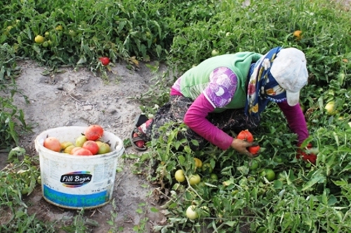 Bitlis'te domatesten yüksek verim elde edildi