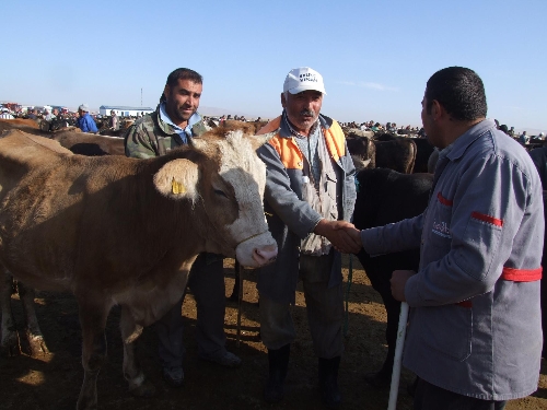 Boğazlıyan'da kurbanlıklar görücüye çıktı