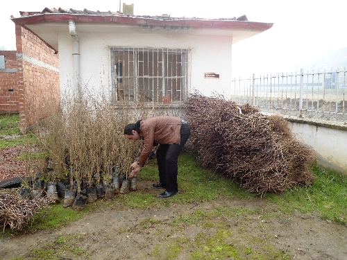 Boyabat'ta 22 bin meyve fidanı dağıtıldı
