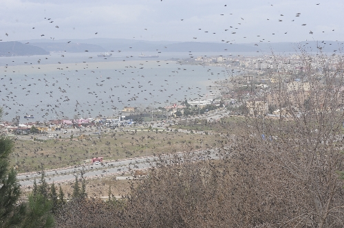 Çanakkale'de sığırcık kuşları gösterisi