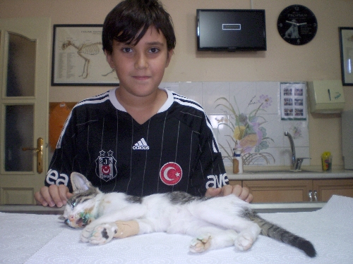 Çenesi kırılan kediye implant takıldı