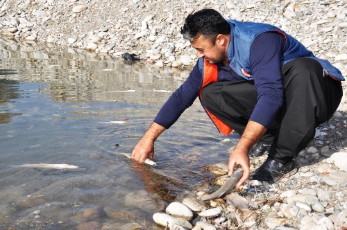 Ceyhan Nehri'ndeki balık ölümleriyle ilgili inceleme başlatıldı