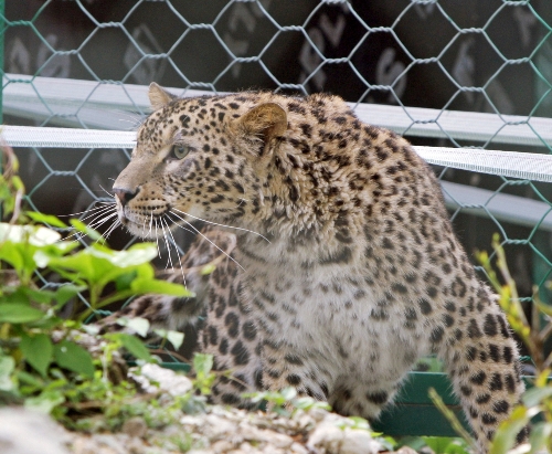 Çok özel leoparlar nesillerinin devamı için Rusya'ya getirildi