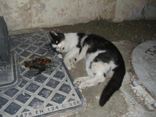 Denizli'de işkenceyle öldürülmüş kedi ve köpekler bulundu