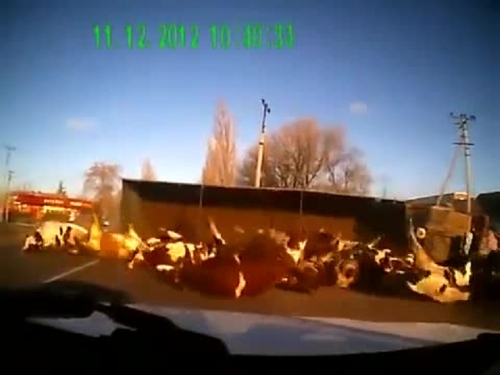 Devrilen kamyondaki inekler böyle savruldu