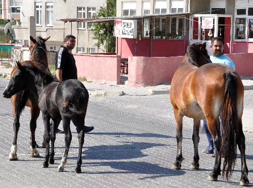 Edirne'de başıboş atlar toplanıyor