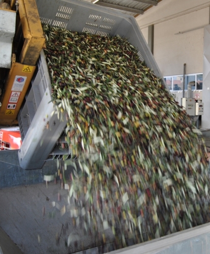 Edremit Körfezi'nde ilk hasat zeytinyağı sıkımı yapıldı