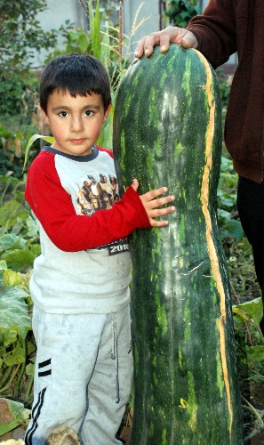 Elbistan'da 60 kilogramlık dev kabak yetişti