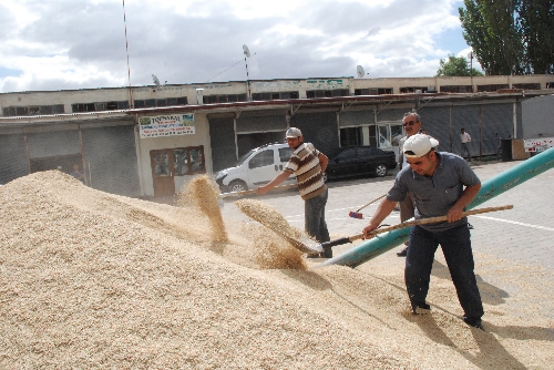 Elbistanlı 400 çiftçi, kuraklık affına müracaat etti