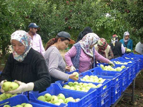 Elma hasadı başladı, 610 bin tonun üzerinde üretim bekleniyor