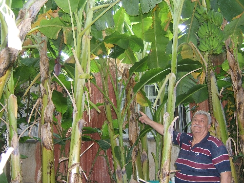 Emekli öğretmen Kozan'da muz yetiştirdi