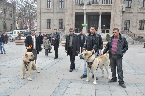 EMITT Fuarı'nda 'Malaklı' köpekleri Aksaray'ı temsil edecek