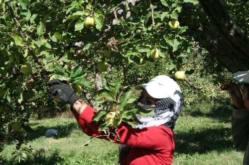 Erzincan'da elma hasadı başladı