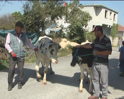 Ferizli'de 300 baş gebe düve dağıtıldı