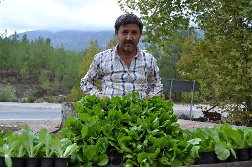 Gelişen çiğ köfte sektörü, marul üretimini patlattı