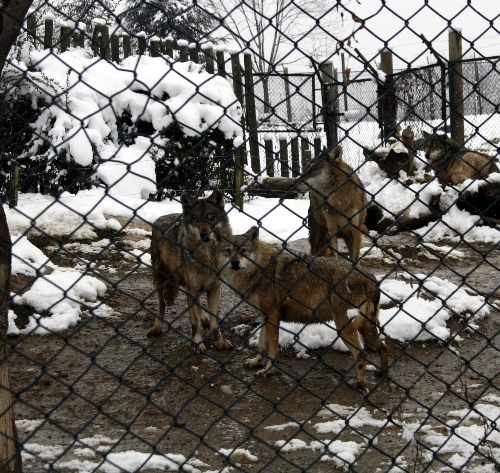 Hayvanat bahçesi sakinleri, meyve kokteyli ile enerji depoluyor