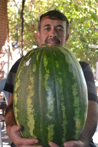 Hobi olsun diye diktiği karpuz 30 kiloya ulaştı