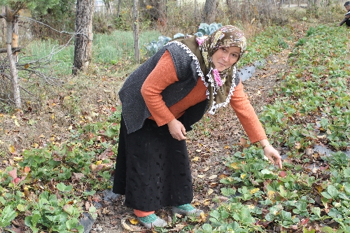 İhsangazi'nin kış çileği