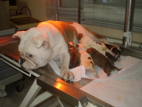 İngiliz Buldog cinsi köpek, sezeryanla 8 yavru dünyaya getirdi