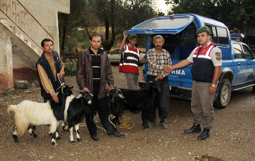 Jandarma keçi hırsızını pazarda yakaladı