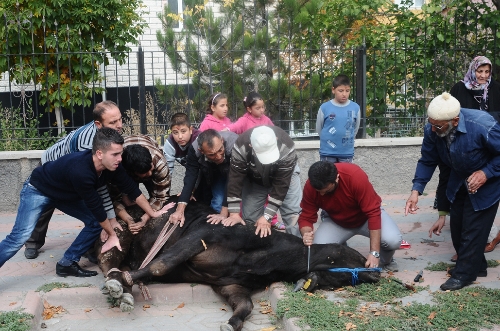 Kaçan boğayı balığa giden kasap kesti